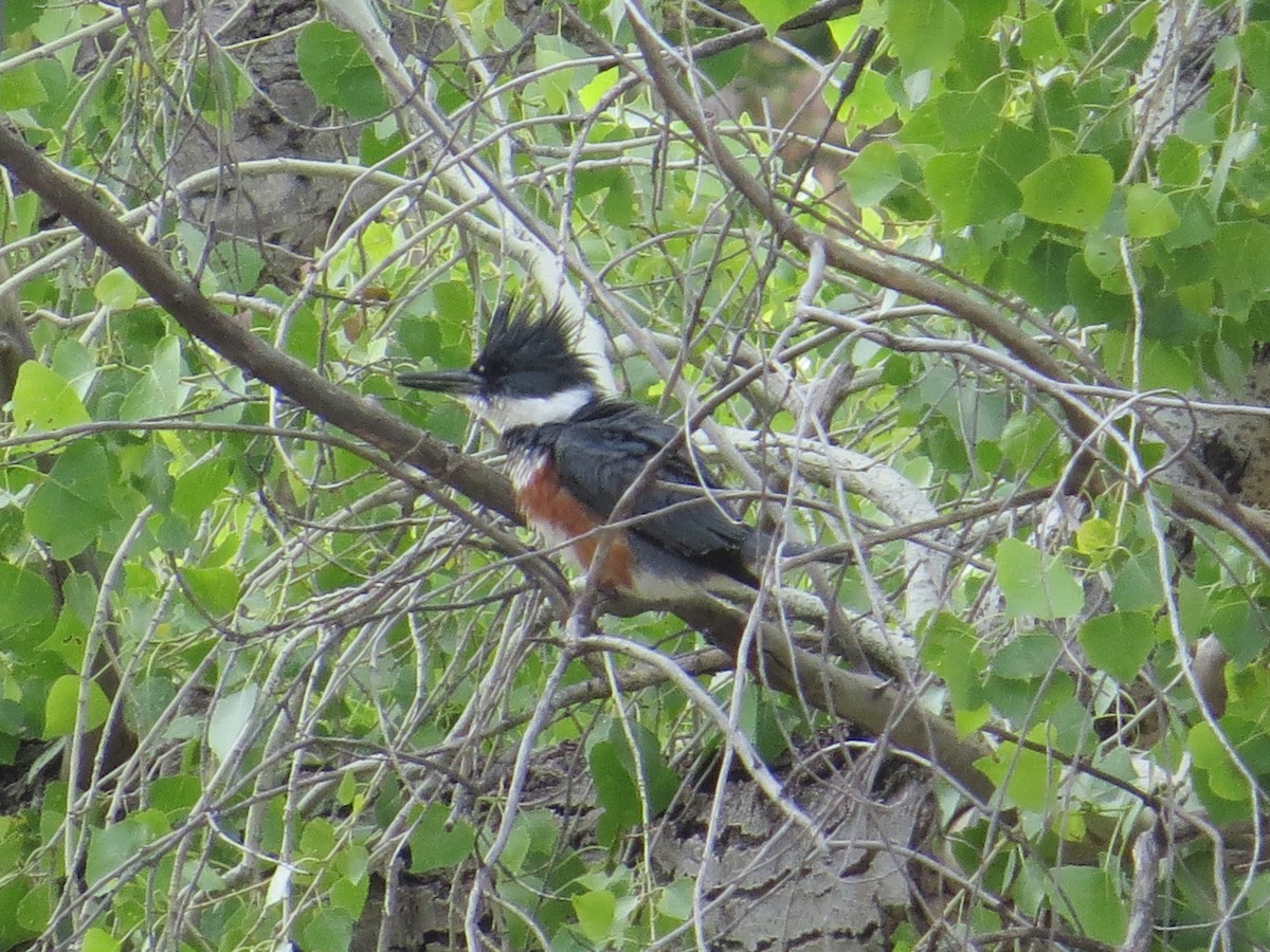 Belted Kingfisher - ML151744601