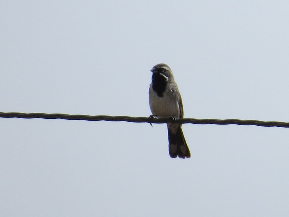 Black-throated Sparrow - ML151744821