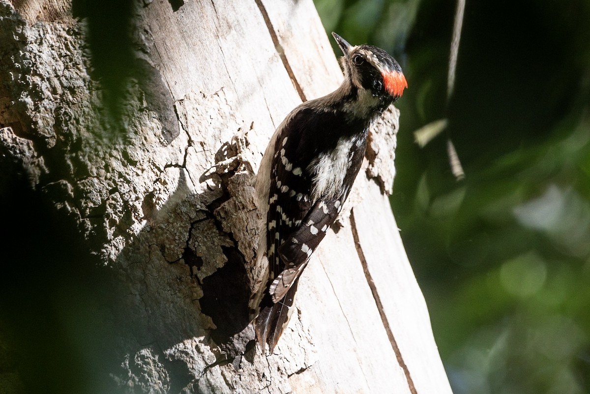 Downy Woodpecker - ML151744841
