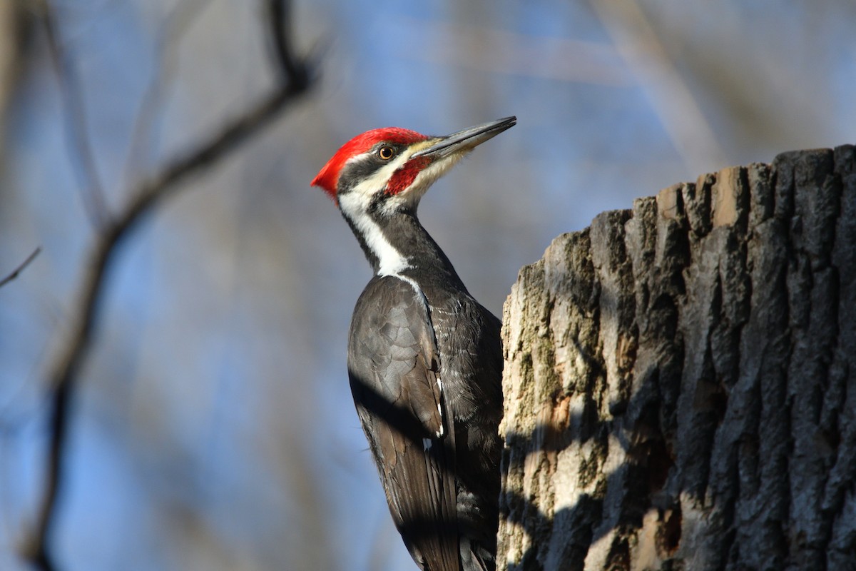 Pileated Woodpecker - Louis Lemay