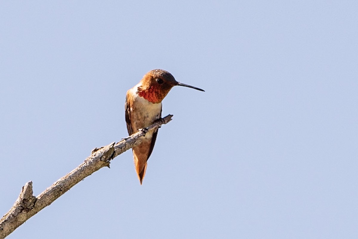 Allen's Hummingbird - Andrea C