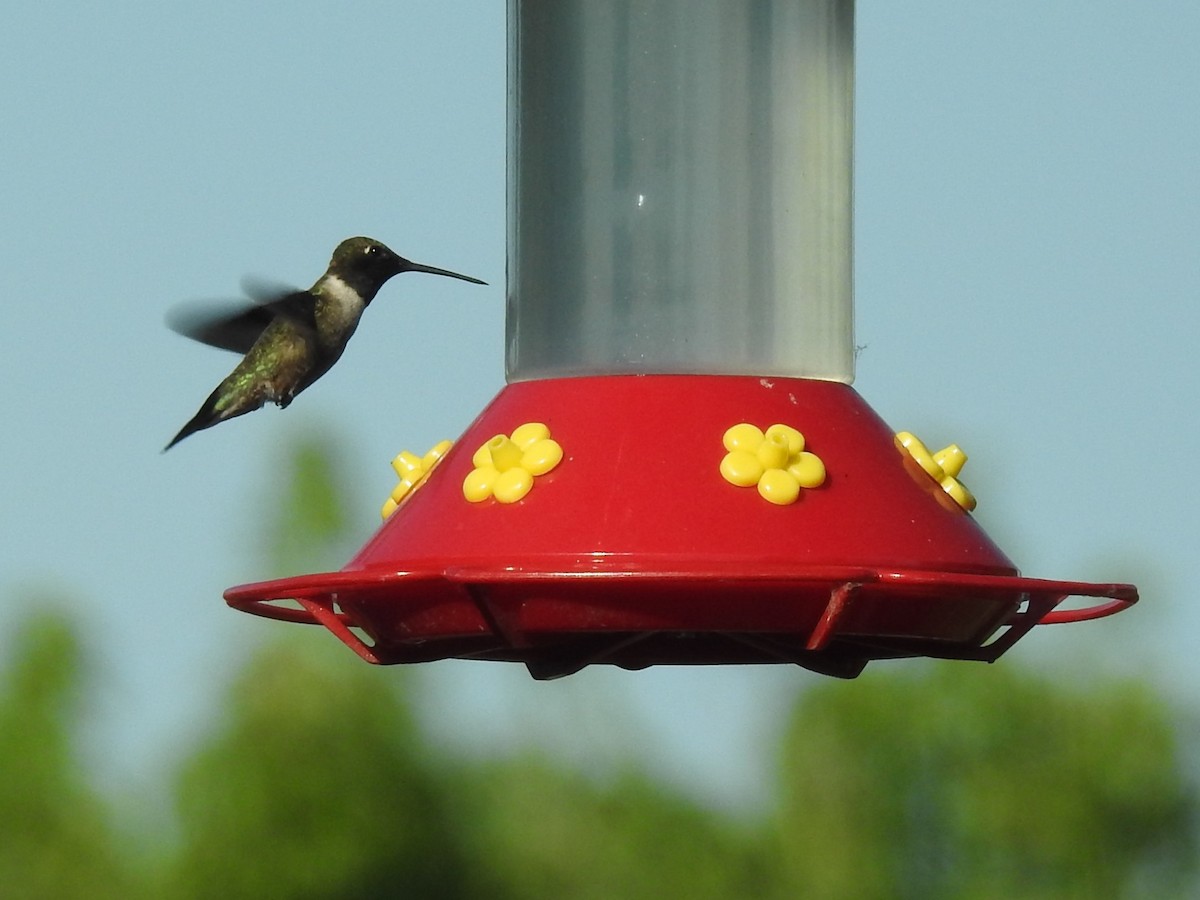 Black-chinned Hummingbird - Sara Masuda