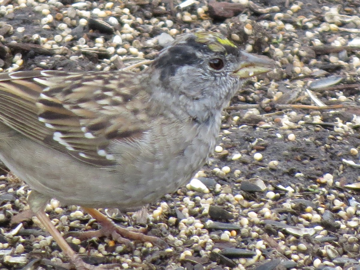 Golden-crowned Sparrow - Susan Daugherty