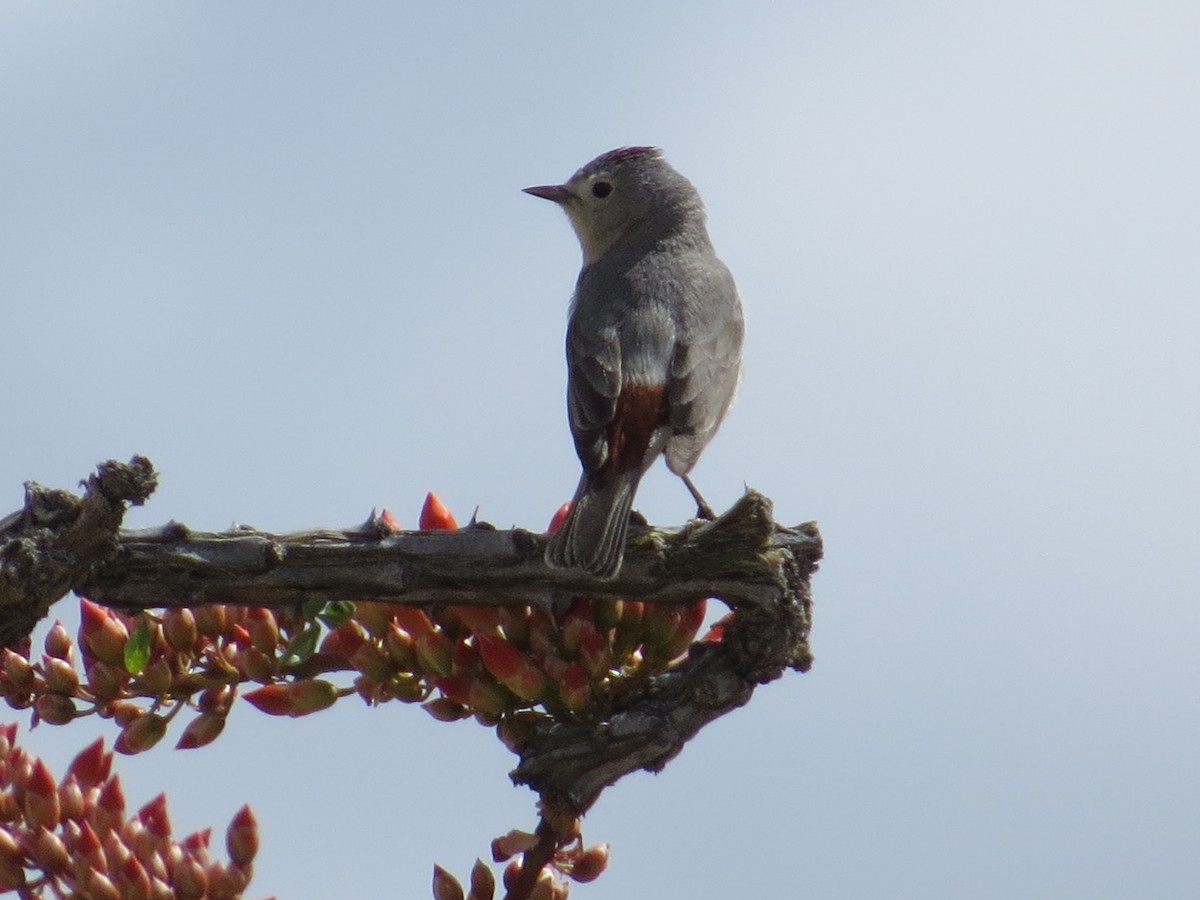Lucy's Warbler - ML151745351