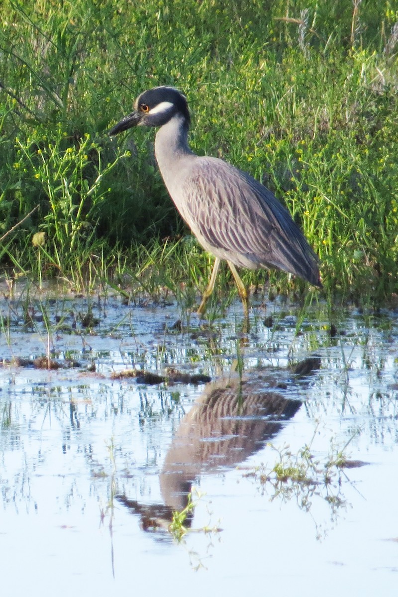 Yellow-crowned Night Heron - Liam Wolff