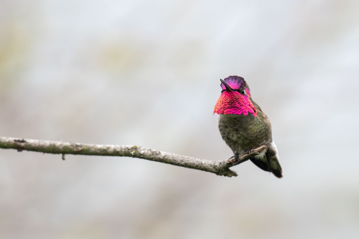 Anna's Hummingbird - ML151747391