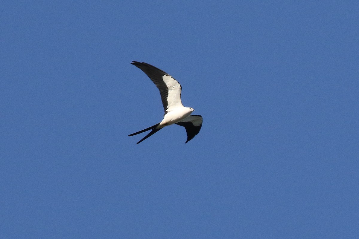 Swallow-tailed Kite - Steve Parrish