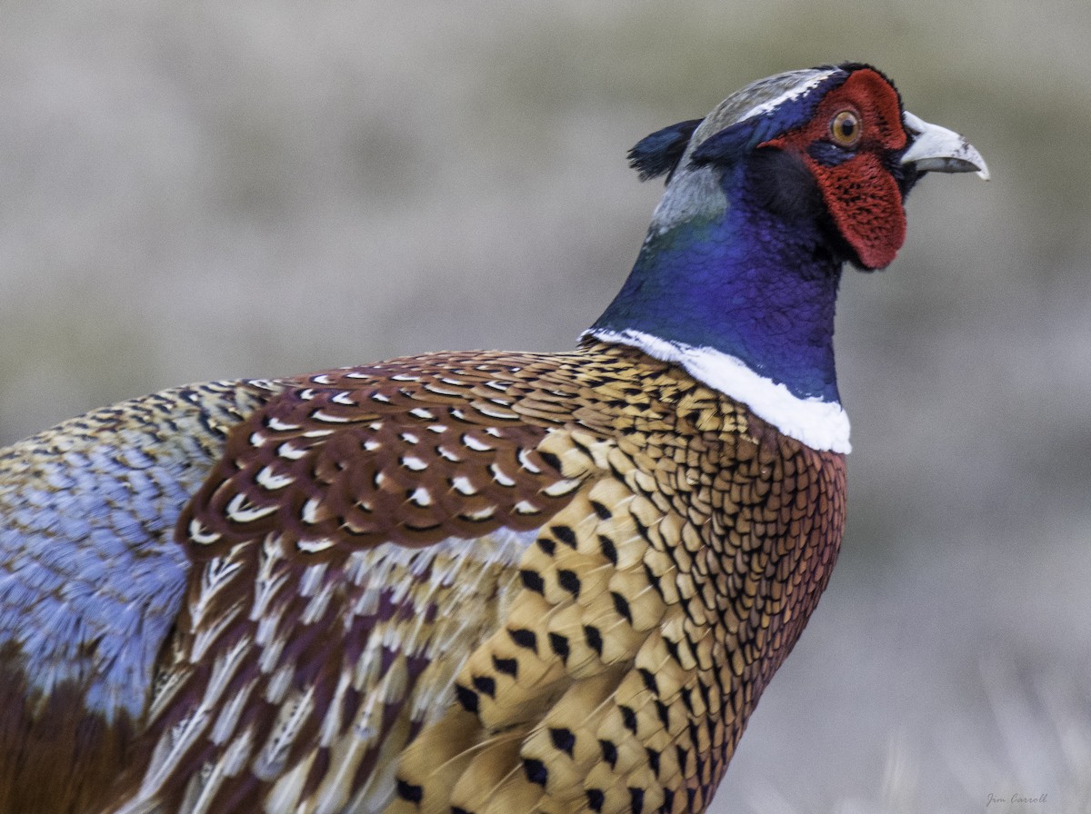 Ring-necked Pheasant - Jim Carroll