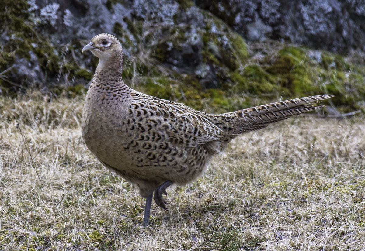 Ring-necked Pheasant - Jim Carroll