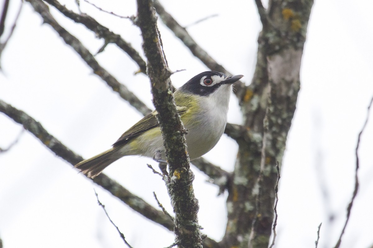 Black-capped Vireo - Liam Wolff
