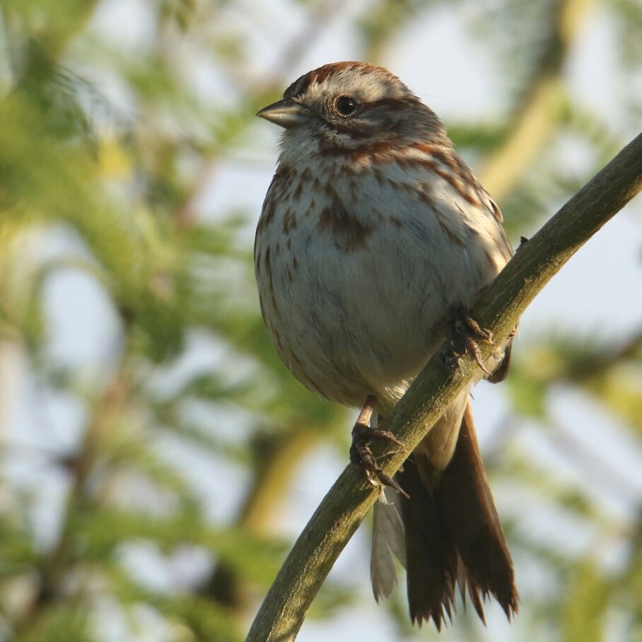 Song Sparrow - ML151747991
