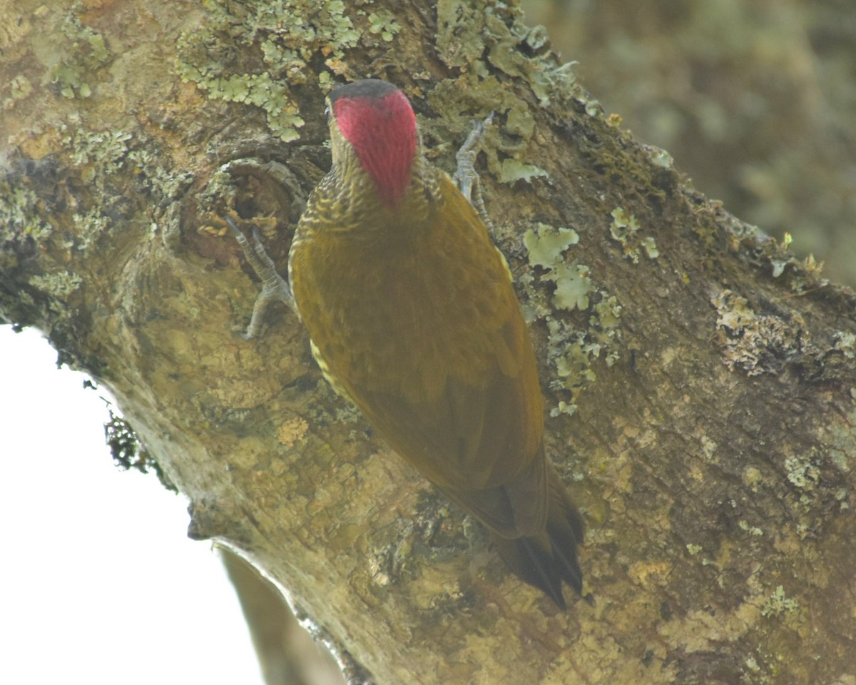 Golden-olive Woodpecker - Oscar Valderrama La Rana