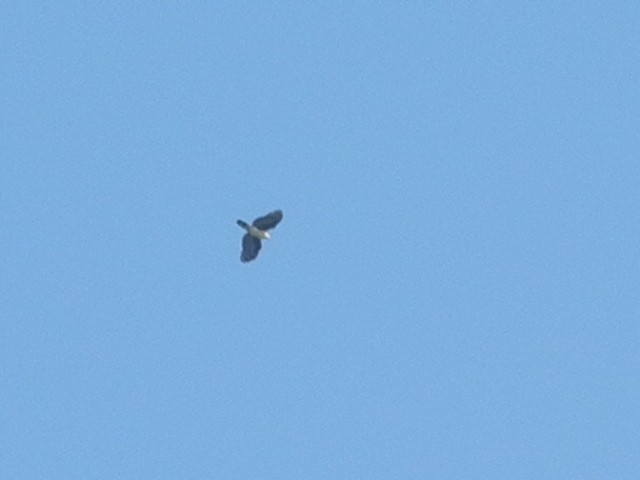 Gray-headed Kite - José  Paz