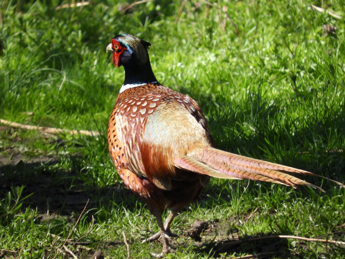 Ring-necked Pheasant - Richard Payne