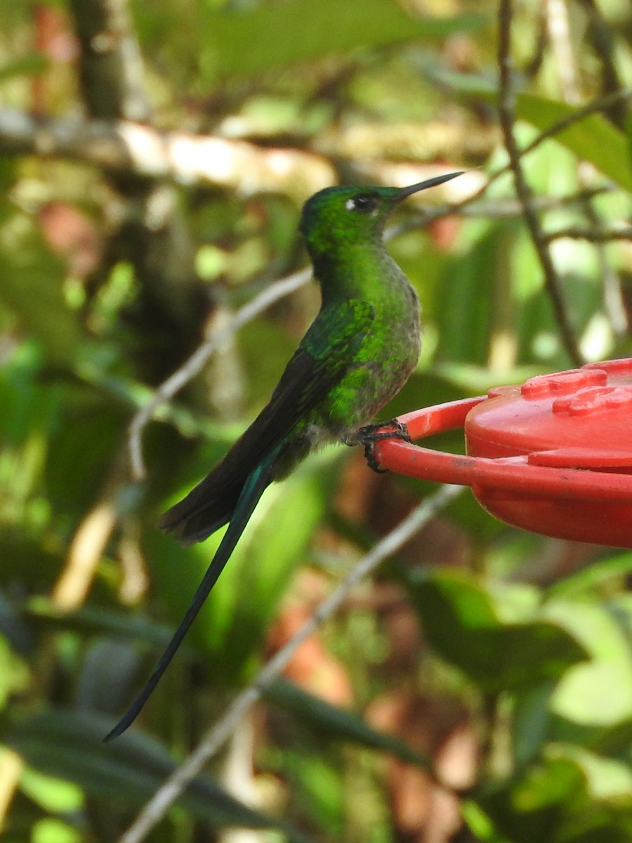 Long-tailed Sylph - ML151750911