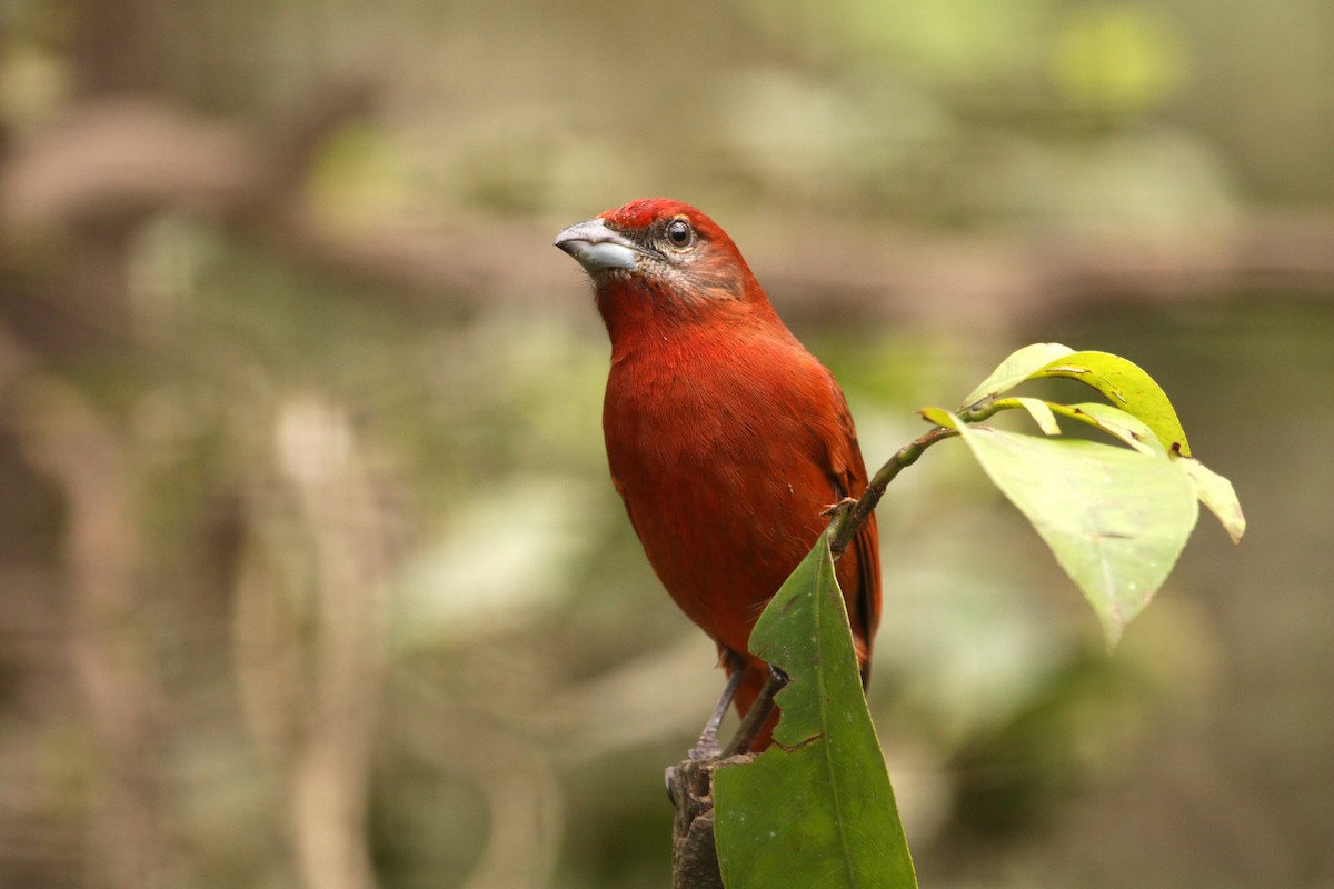 Hepatic Tanager - ML151751021