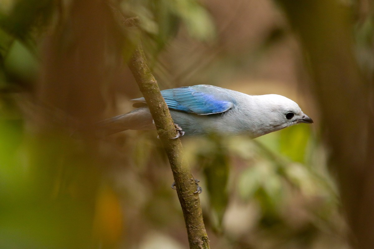 Blue-gray Tanager - ML151752021