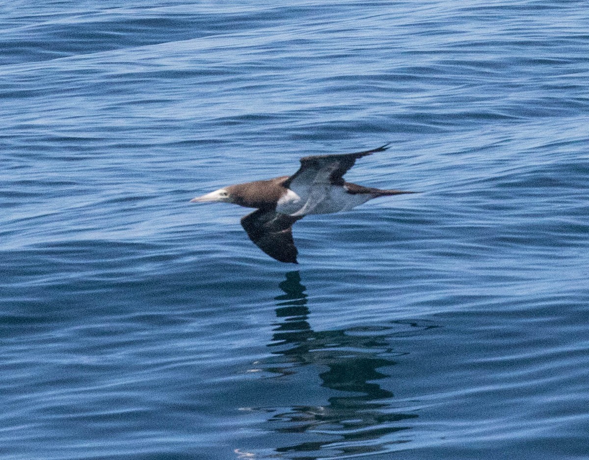 Brown Booby - ML151752731