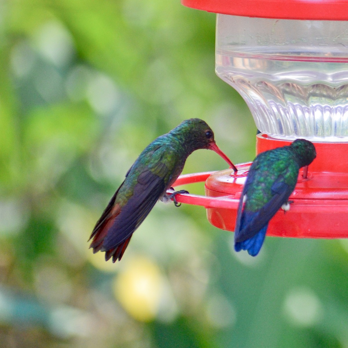 Rufous-tailed Hummingbird - ML151752881