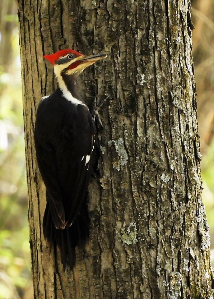 Pileated Woodpecker - Paul McKenzie