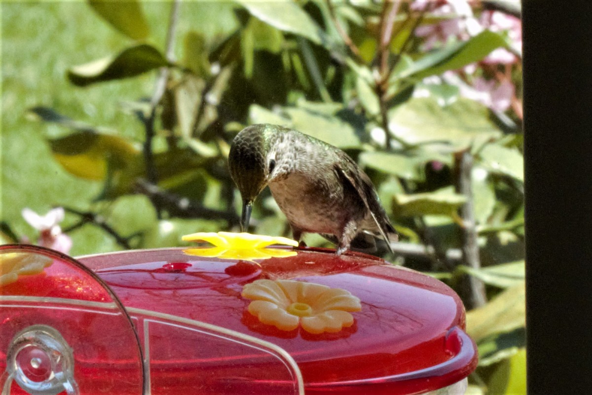 Anna's Hummingbird - ML151753291