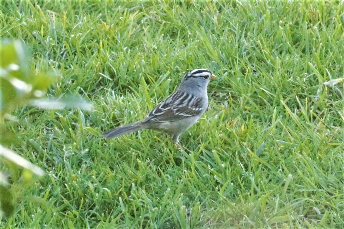 White-crowned Sparrow - ML151753381