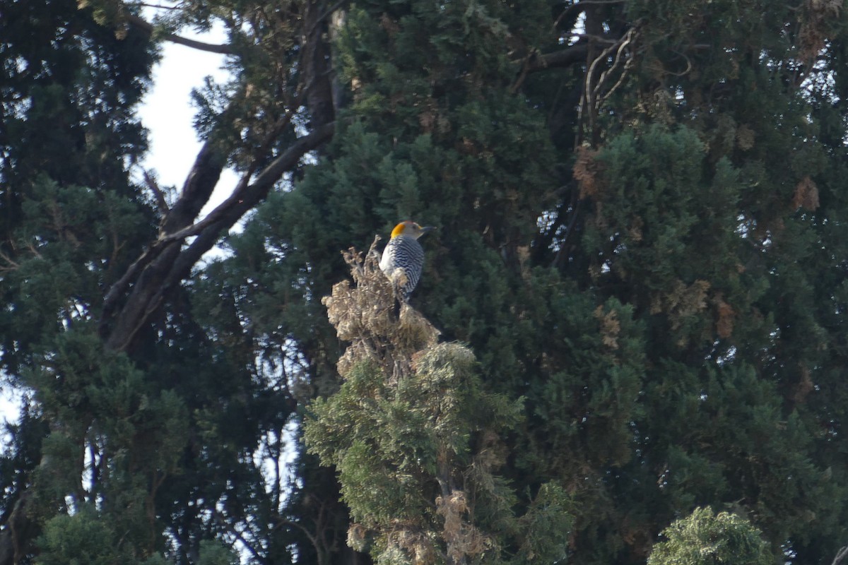 Golden-fronted Woodpecker - ML151753561