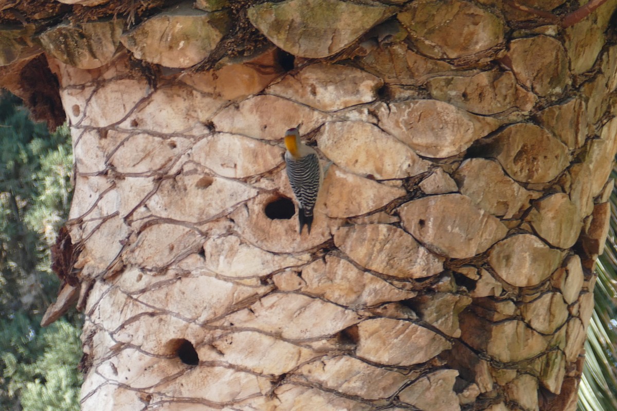 Golden-fronted Woodpecker - ML151753591