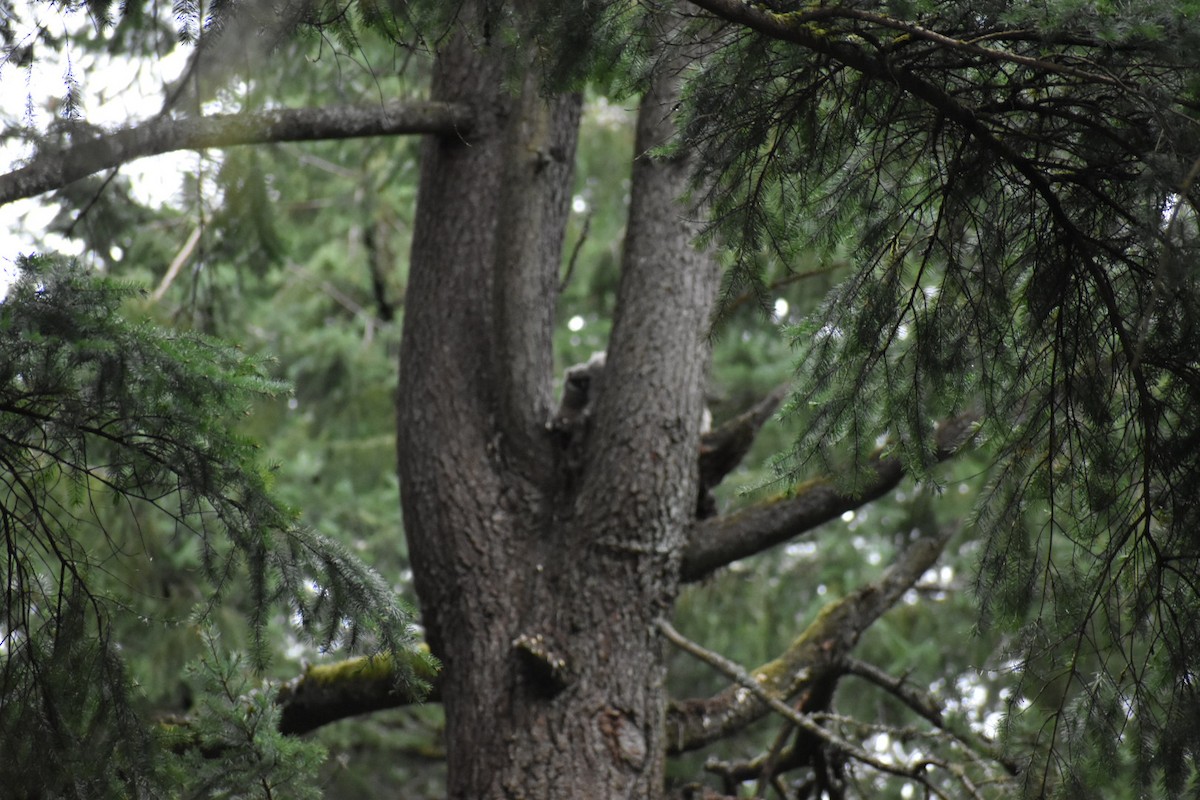 Great Horned Owl - ML151753621