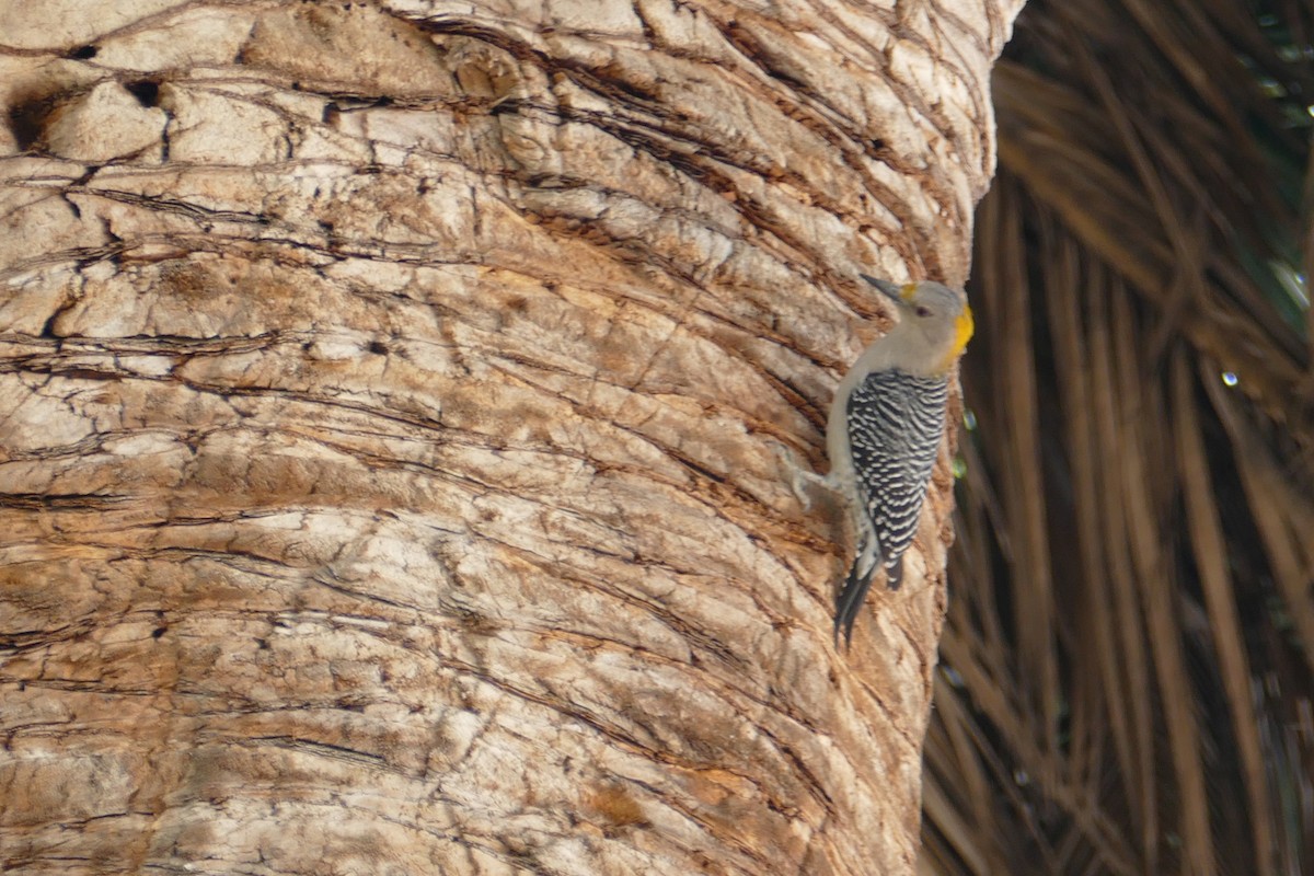 Golden-fronted Woodpecker - ML151753671
