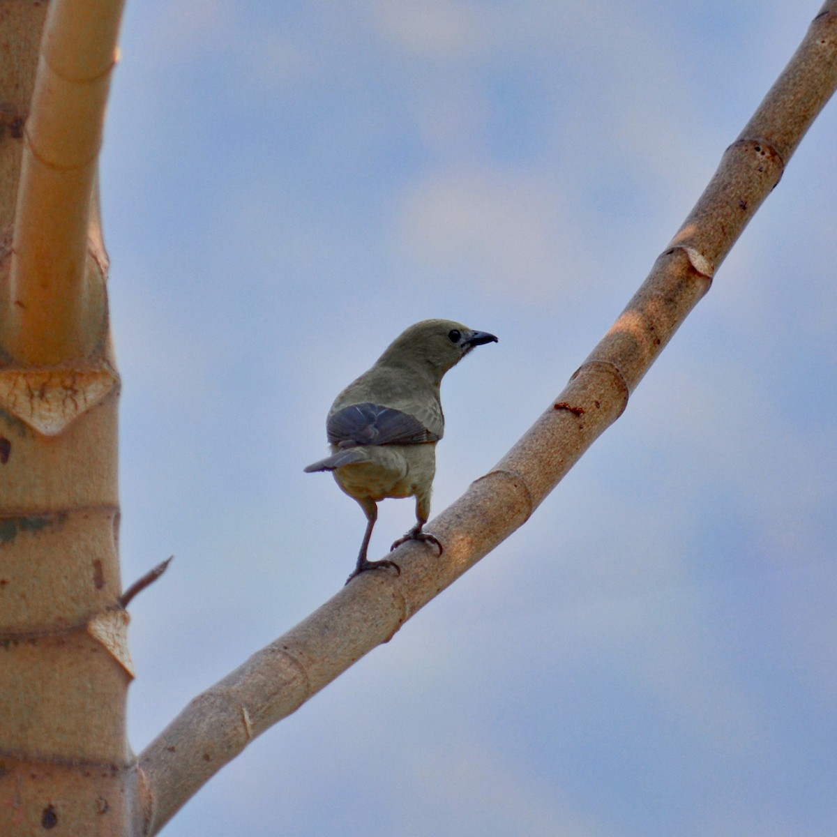 Palm Tanager - ML151755971