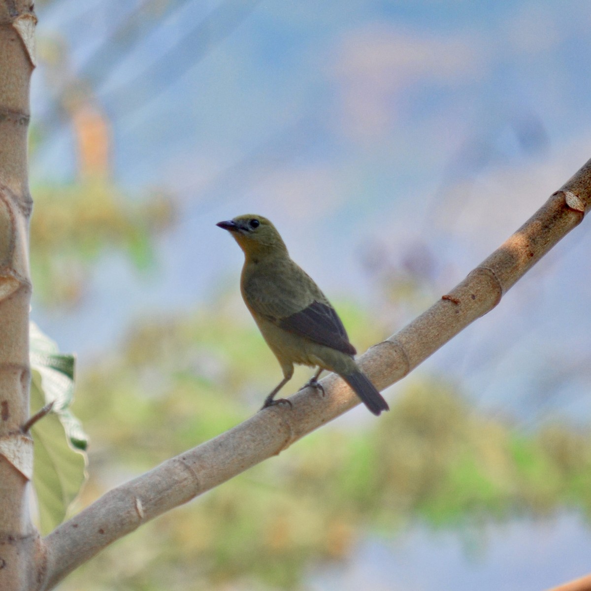 Palm Tanager - ML151755981