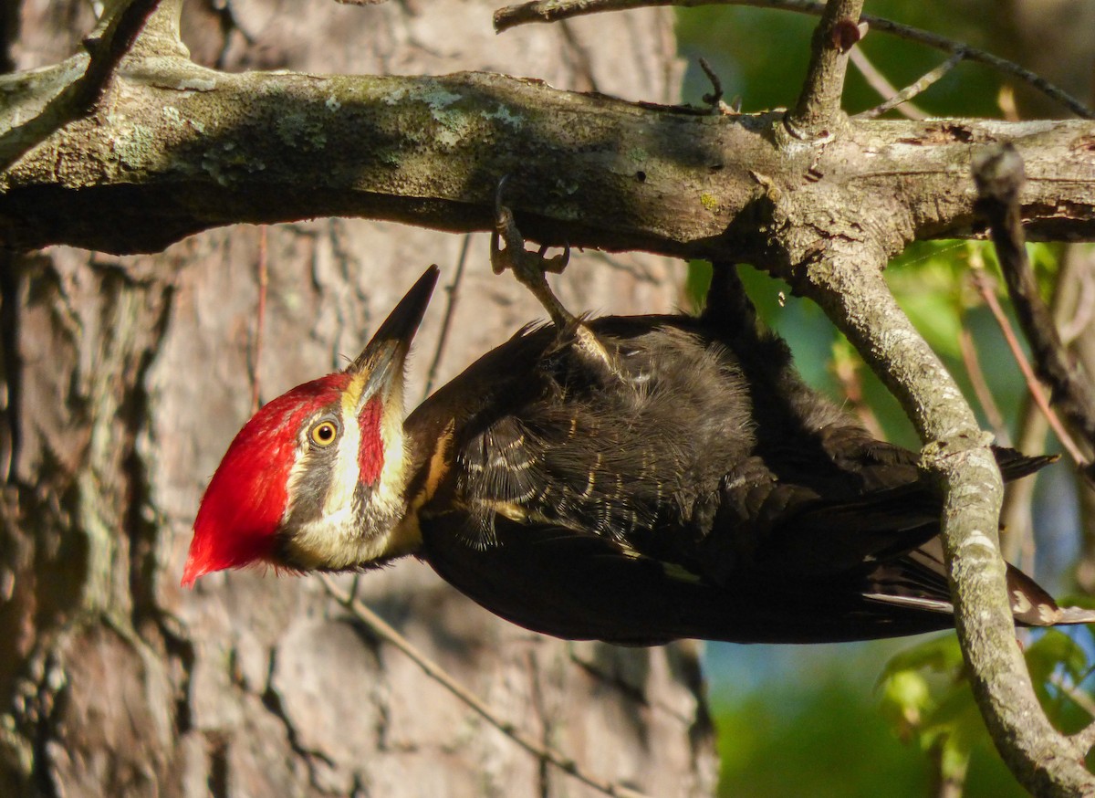 Pileated Woodpecker - Dave Hart