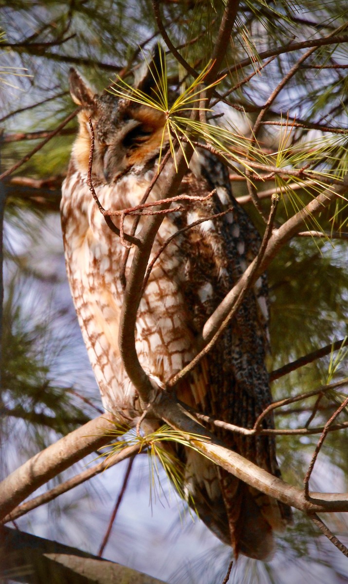 Long-eared Owl - Steve Peters