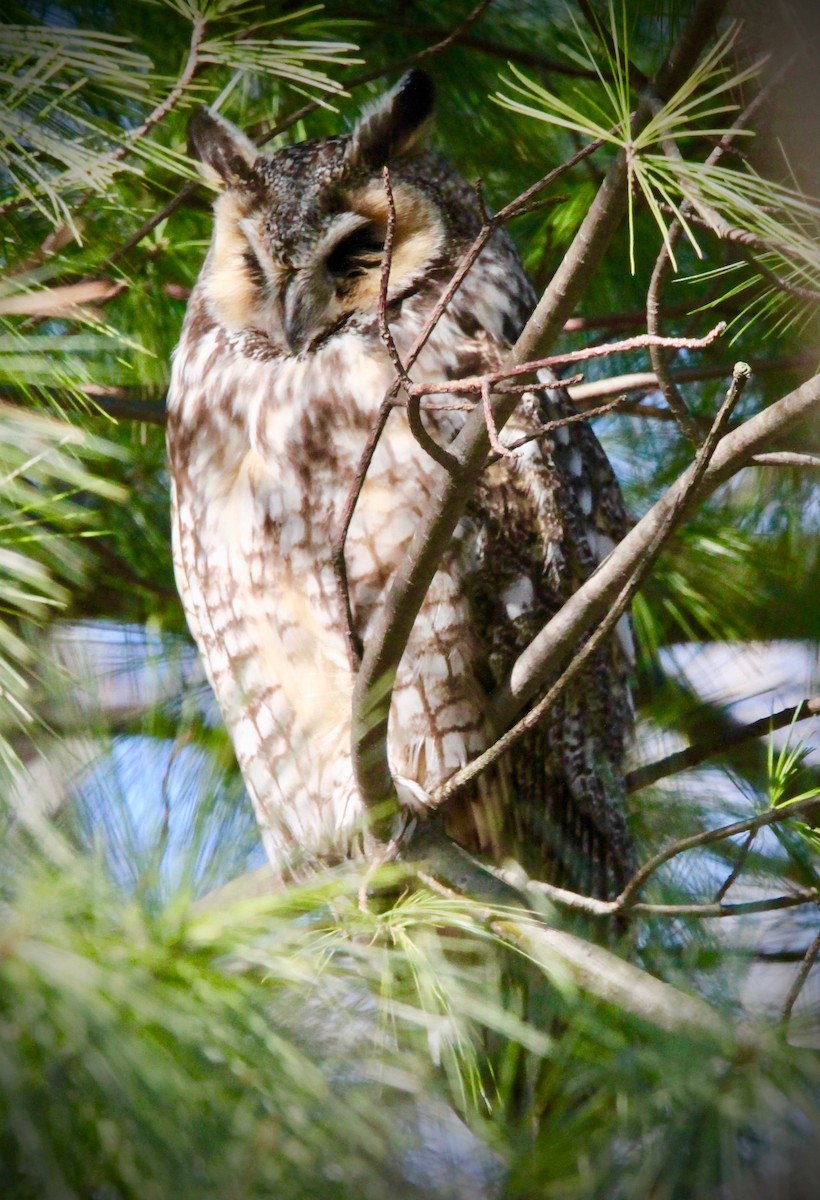 Long-eared Owl - Steve Peters