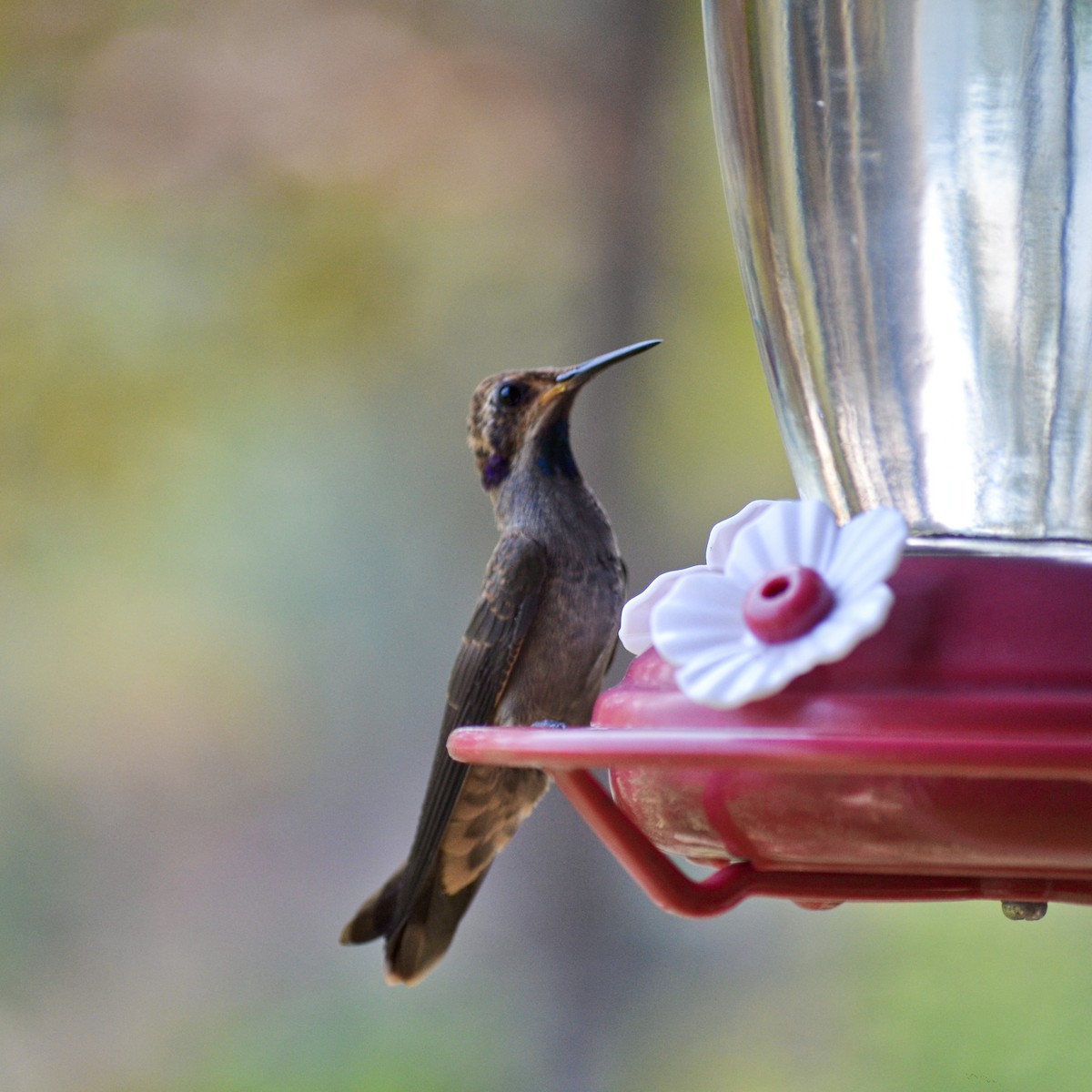 kolibřík fialovouchý - ML151757131