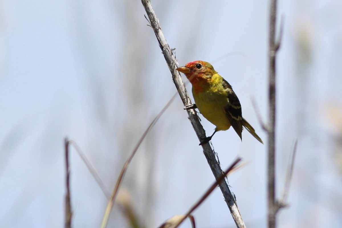 Western Tanager - Chris Wiley