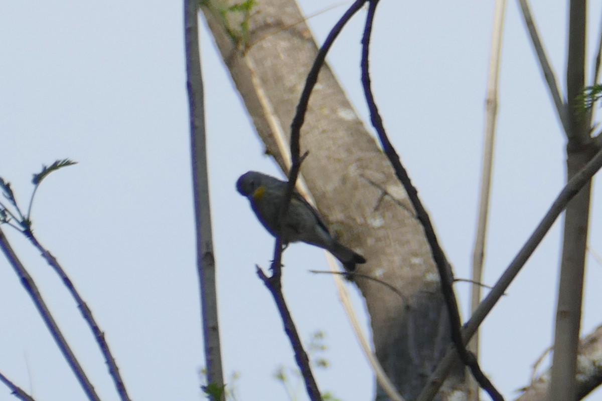 Reinita Coronada (auduboni) - ML151757511