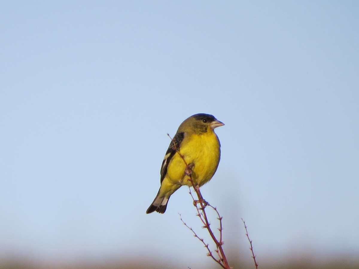 Lesser Goldfinch - Garth Harwood