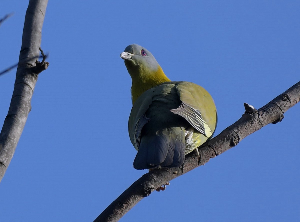 Yellow-footed Green-Pigeon - David Provencher