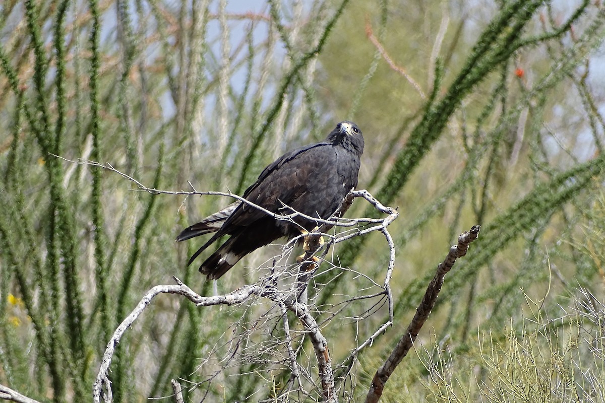 Zone-tailed Hawk - Mark Dorriesfield