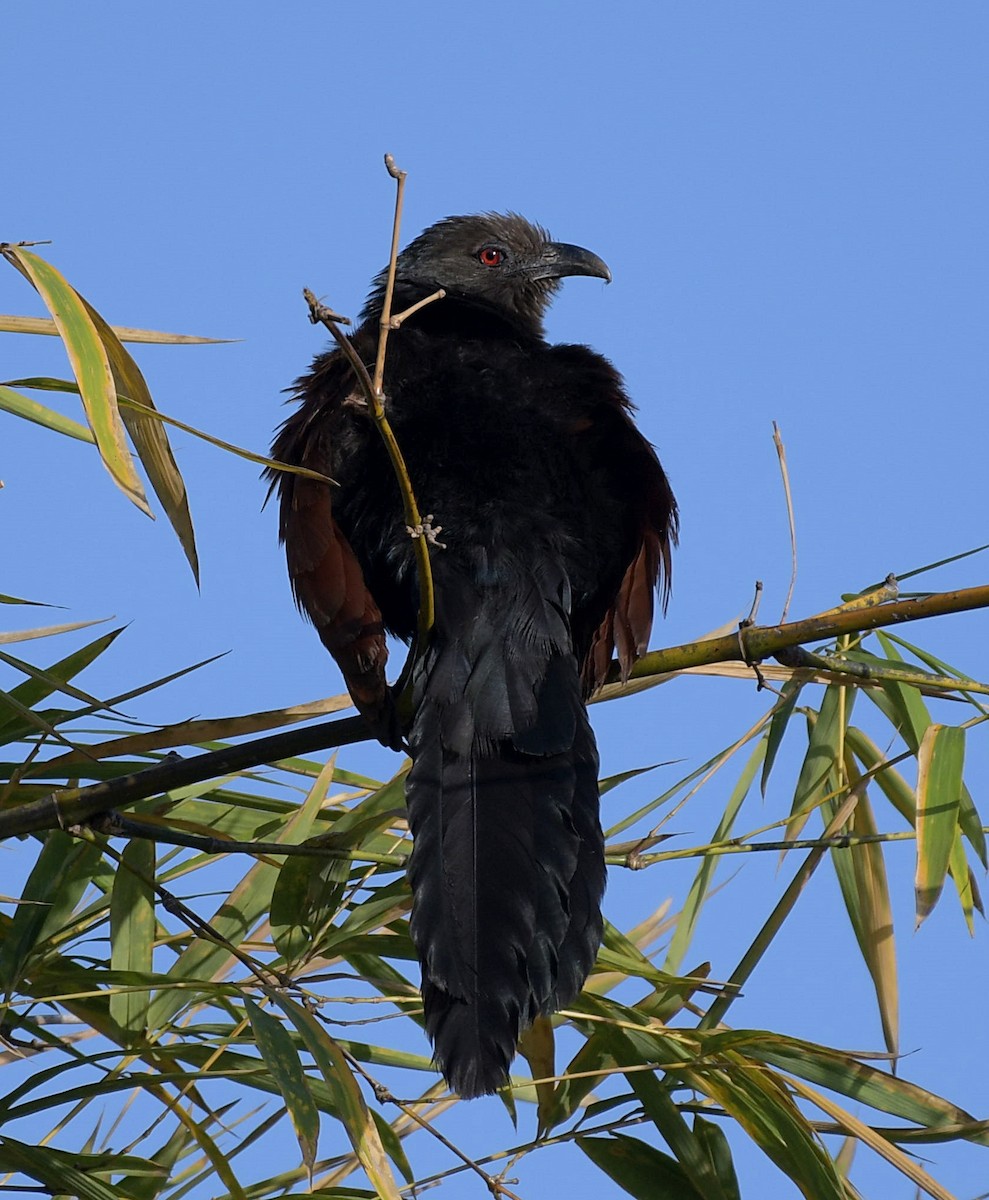Greater Coucal - David Provencher