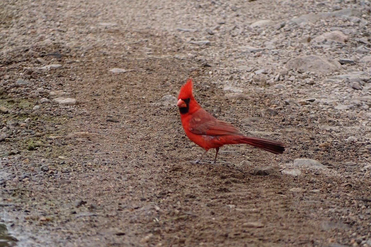 Northern Cardinal - Mark Dorriesfield