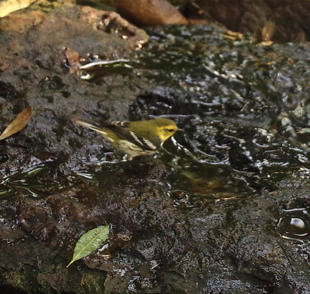 Black-throated Green Warbler - Sue Orwig