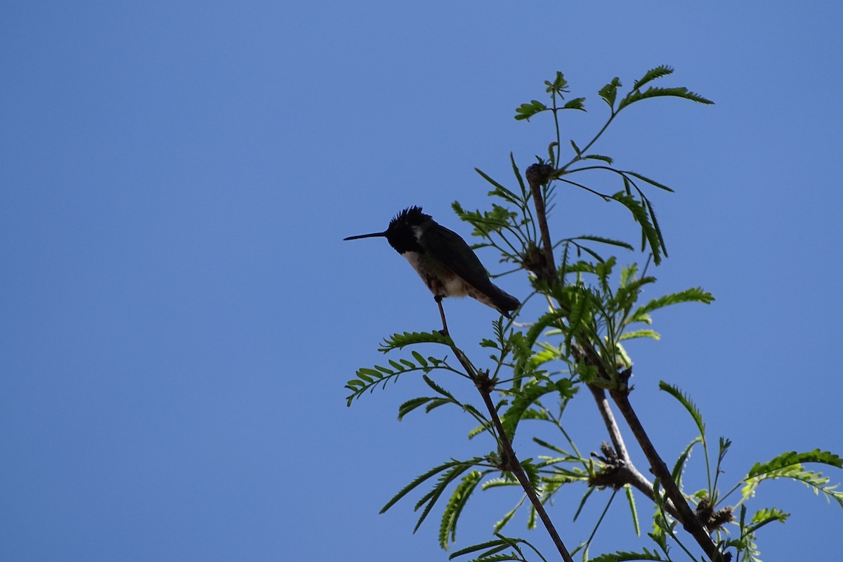 Costa's Hummingbird - Mark Dorriesfield