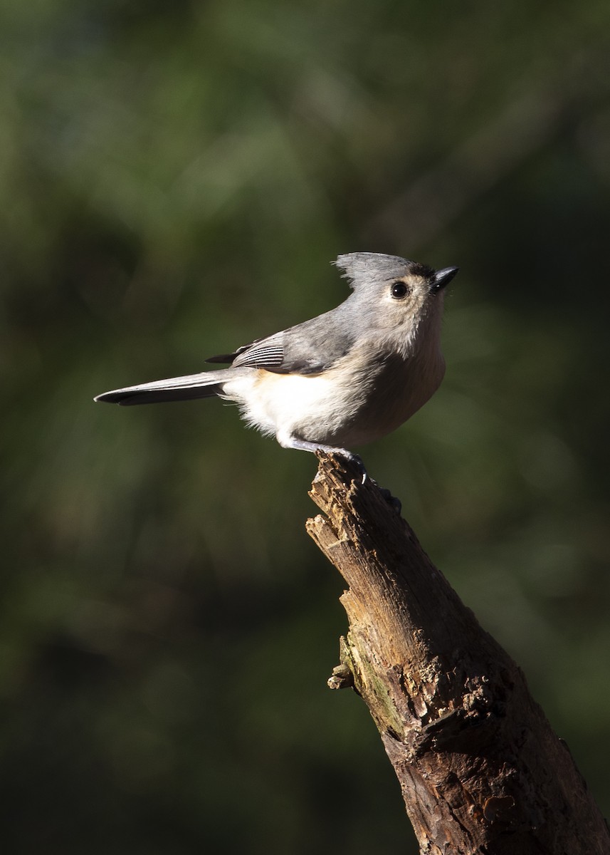 Tufted Titmouse - R Miller