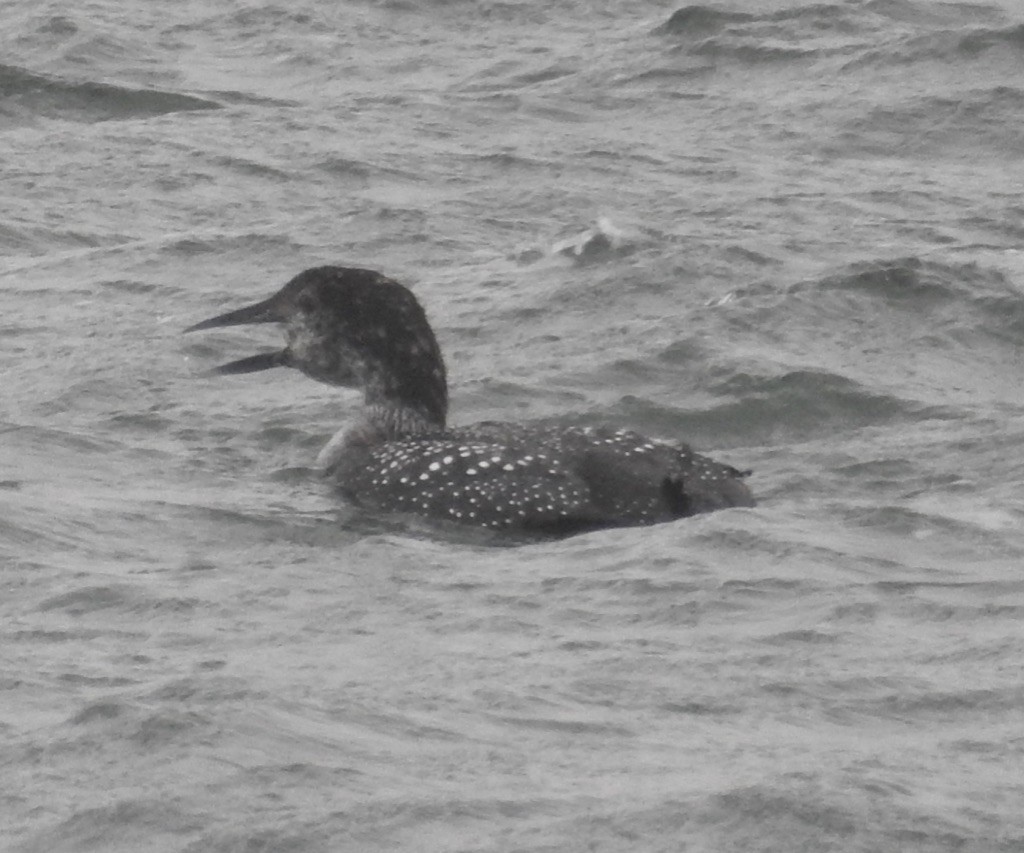 Common Loon - Mike Coulson