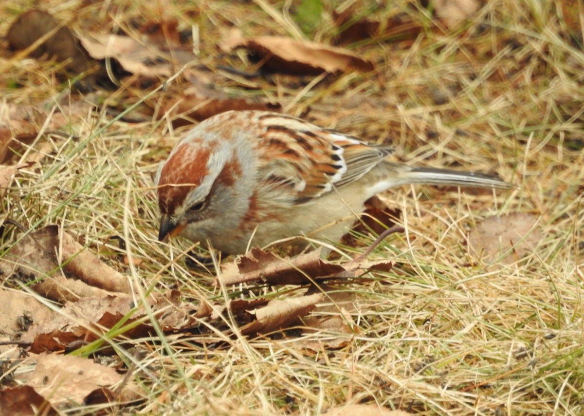 American Tree Sparrow - Pegg & Mark Campbell