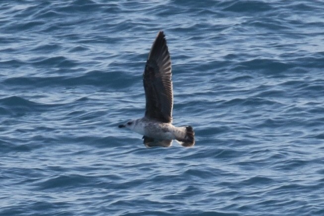 Lesser Black-backed Gull - Arnold Skei