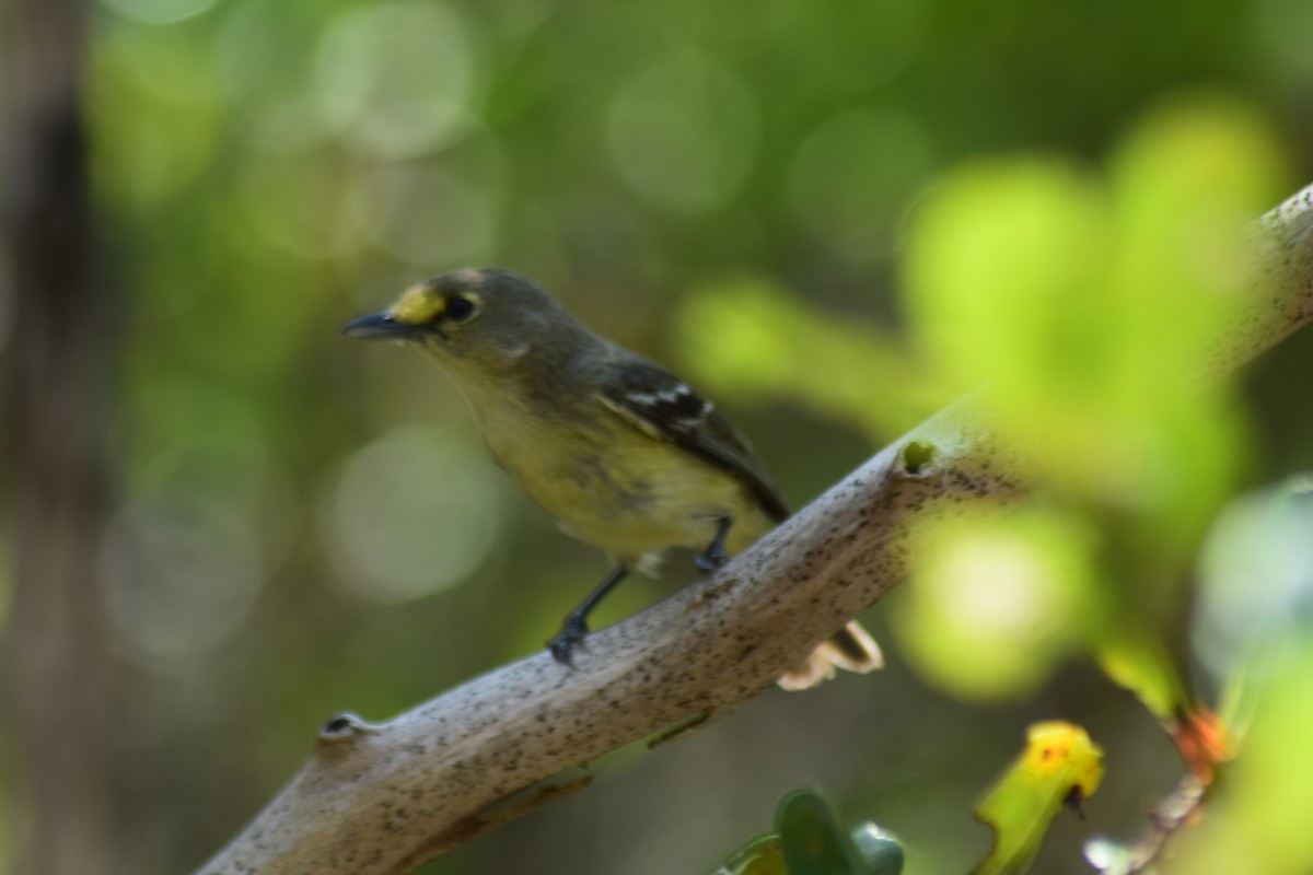 Thick-billed Vireo - ML151762451